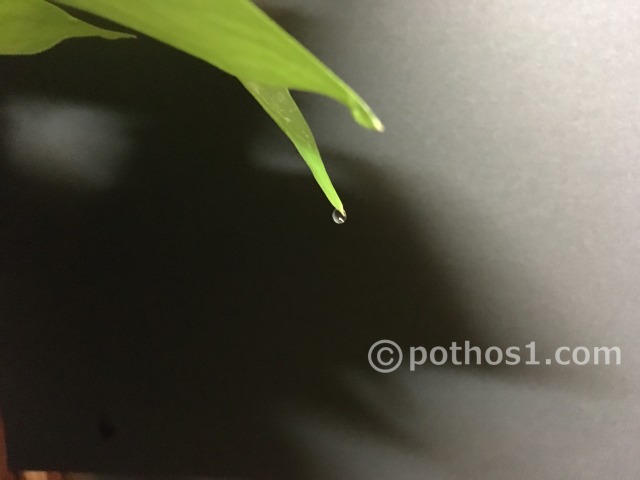 葉先の水孔から水が出るライムポトス