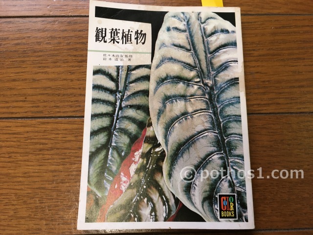 1964年(昭和39年) 観葉植物(岩本道治)