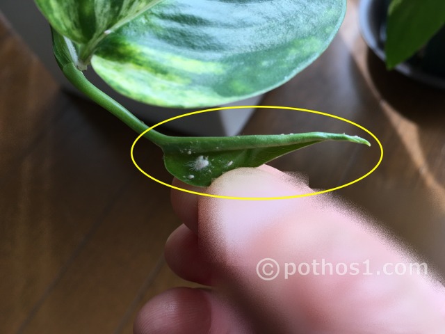 ポトスの新芽に生息するカイガラムシの成虫