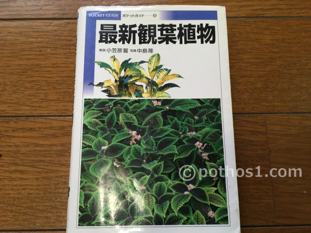 2001年(平成13年) 最新観葉植物