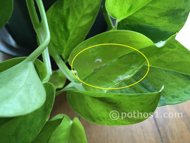 ライムポトスの葉の表面に生息する白いコナカイガラムシ成虫