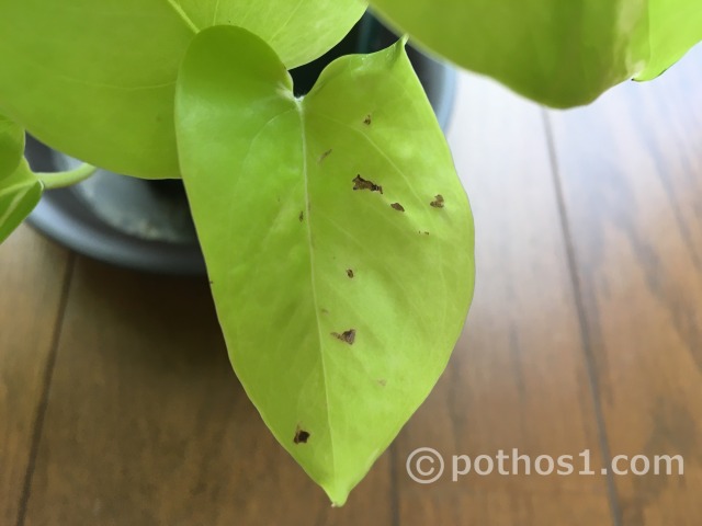 葉に黒い斑点のあるライムポトス